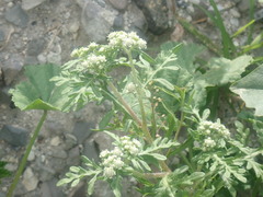 Parthenium