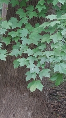 Acer floridanum