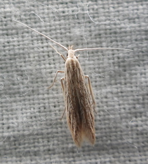 Coleophoridae