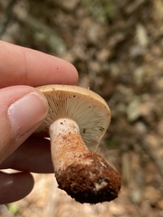 Lactarius imperceptus