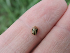 Agroiconota bivittata