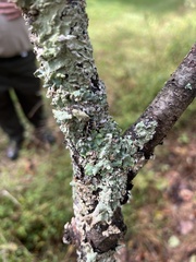 Punctelia caseana