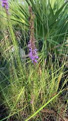 Liatris chapmanii