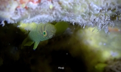 Priolepis aureoviridis