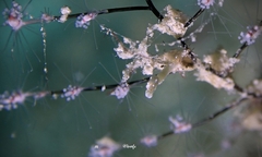 Stibarobdella macrothela