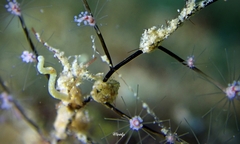 Stibarobdella macrothela