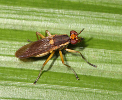 Sciomyzidae