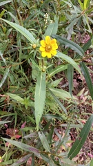 Bidens cernua