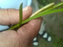 Sparganium angustifolium