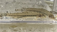 Cobitis minamorii