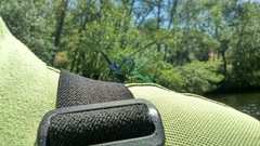 Calopteryx xanthostoma