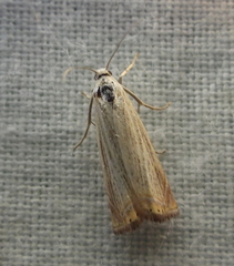 Chrysoteuchia culmella