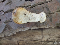 Hemipholiota populnea