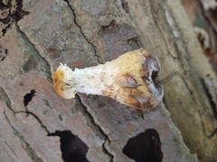 Hemipholiota populnea