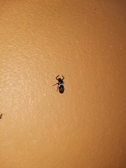 Callitettix versicolor