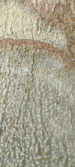 Fungi