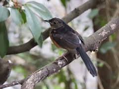 Copsychus malabaricus