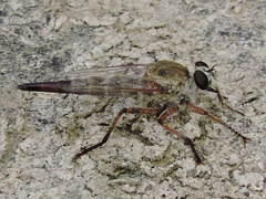 Proctacanthella
