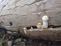 Hemipholiota populnea