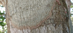 Fungi