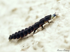 Nyctophila reichii