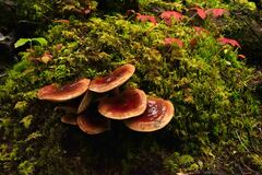 Pholiota velaglutinosa