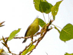 Phylloscopus