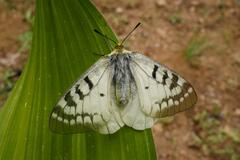 Parnassius clodius