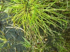Isolepis setacea