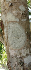 Fungi