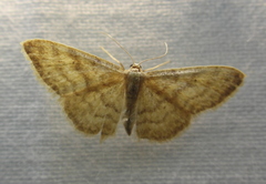 Idaea
