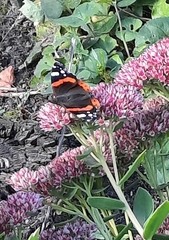 Vanessa atalanta