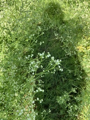 Parthenium hysterophorus