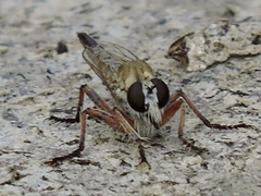 Proctacanthella
