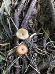 Lentinus flexipes