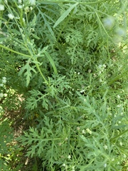 Parthenium hysterophorus