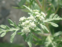 Parthenium