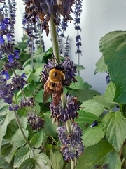 Xylocopa virginica