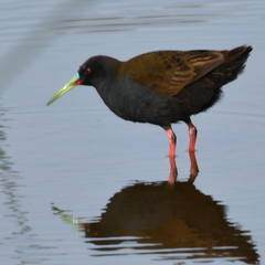 Pardirallus sanguinolentus