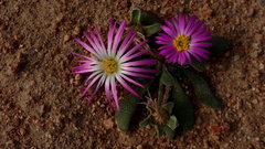 Cleretum hestermalense