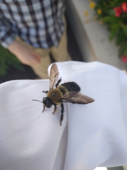 Xylocopa virginica