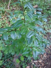 Prunus padus