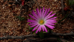 Cleretum hestermalense