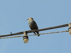 Sturnus vulgaris