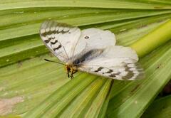 Parnassius clodius