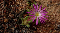 Cleretum hestermalense