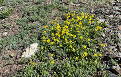 Arnica angustifolia