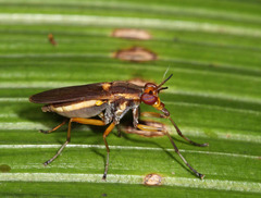 Sciomyzidae