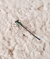 Ischnura denticollis