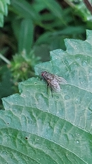 Muscina stabulans